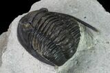 Cornuproetus Trilobite Fossil - Issoumour, Morocco #165897-4